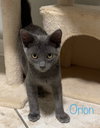 Orion