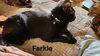 Farkle