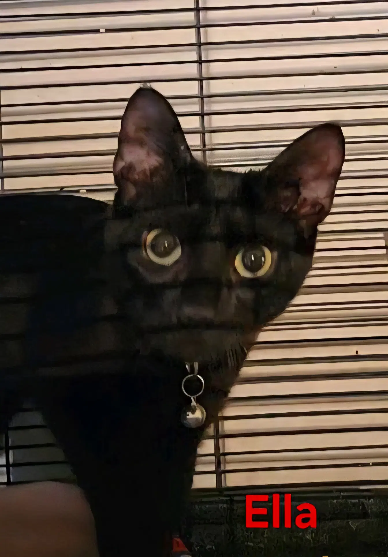 Ella - Domestic Short Hair