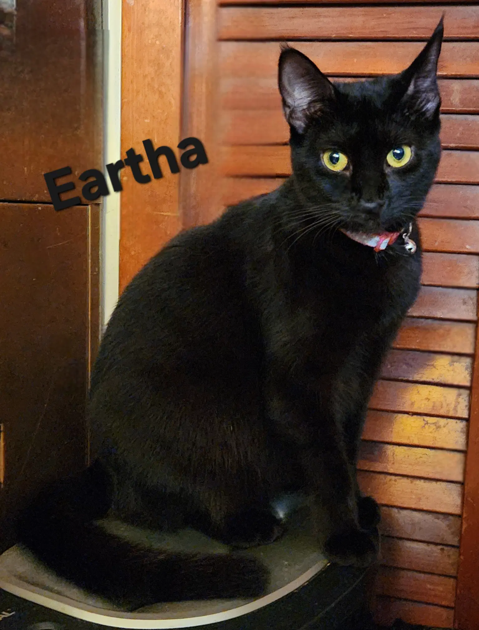 Eartha - Domestic Short Hair