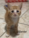 Zander