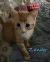 Zander