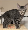 Cash