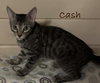 Cash