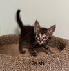 Cash