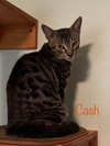 Cash