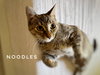 Noodles
