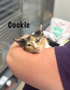 Cookie