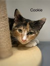 Cookie