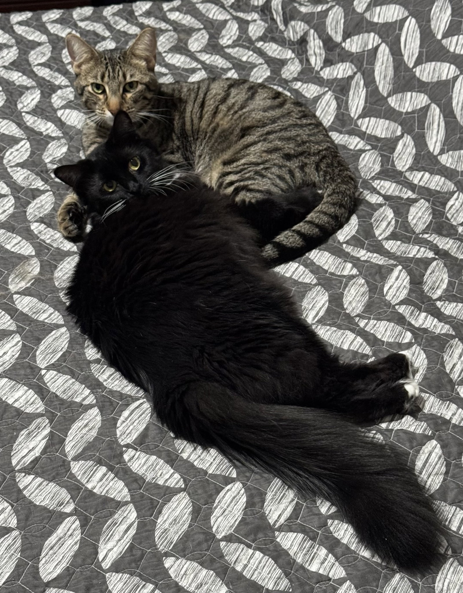 Oliver and Lucy (Bonded Pair) Image