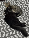 Oliver and Lucy (Bonded Pair)