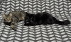 Oliver and Lucy (Bonded Pair)
