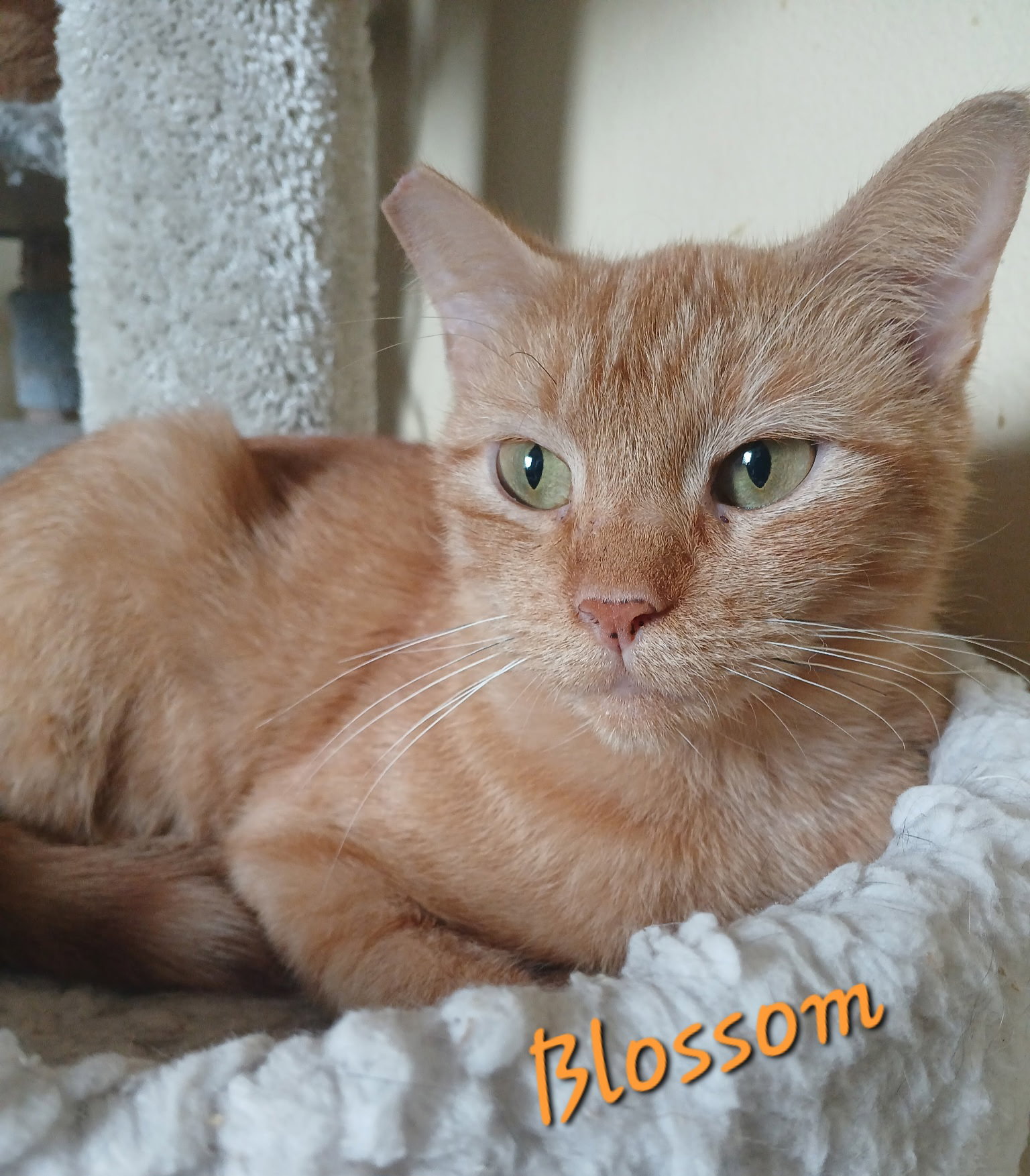 Blossom Image