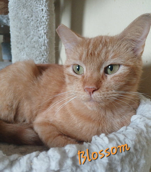 Blossom