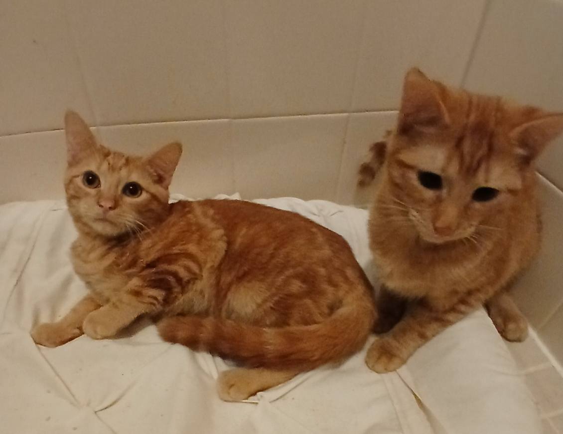 Cinnamon and Cesar (Bonded Pair) Image