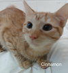 Cinnamon and Cesar (Bonded Pair)