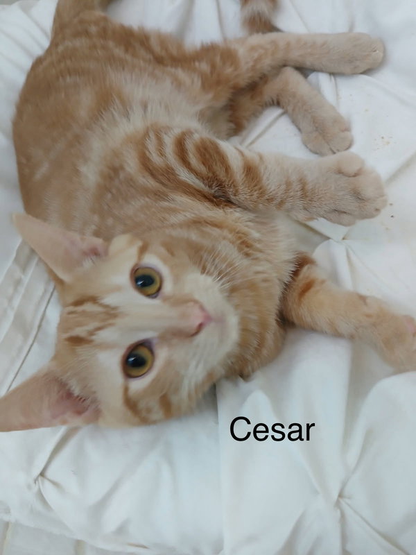 Cinnamon and Cesar (Bonded Pair)