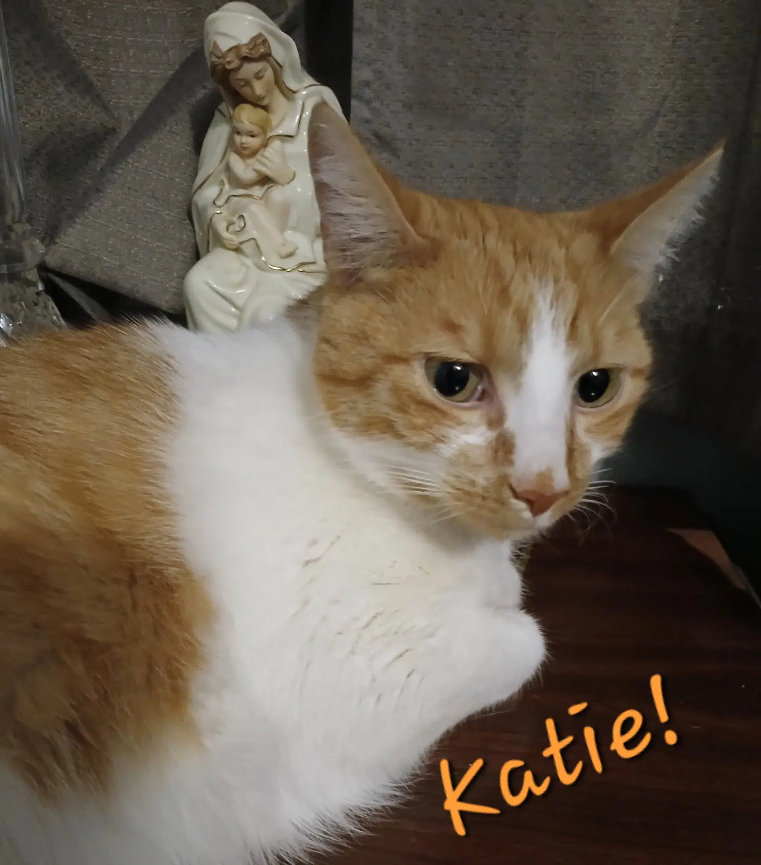 Katie - Domestic Short Hair