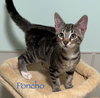 Poncho
