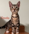 Poncho