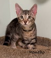 Poncho