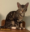Poncho