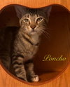 Poncho
