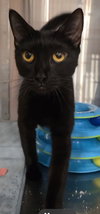 Boo-Bear (tripod)