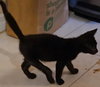 Boo-Bear (tripod)