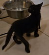 Boo-Bear (tripod)