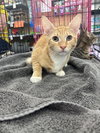 Blaze & Zoom (Bonded Pair)