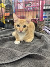 Blaze & Zoom (Bonded Pair)