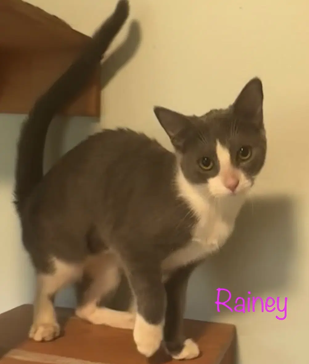 Rainey image 3