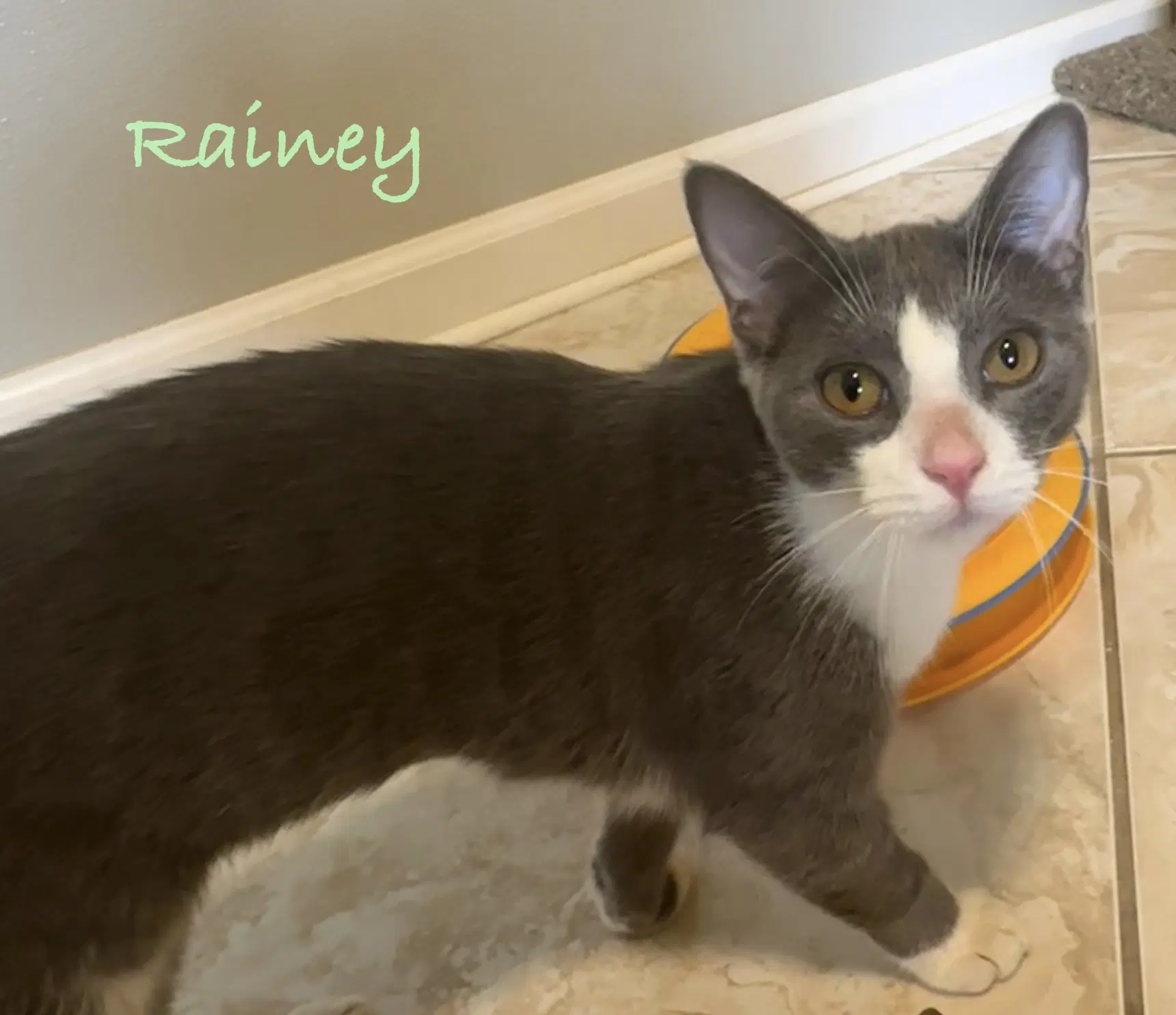 Rainey image 4