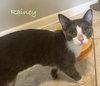 Rainey
