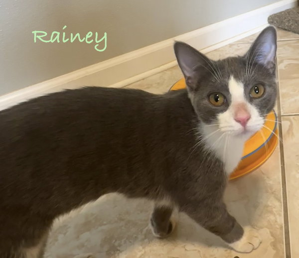 Rainey