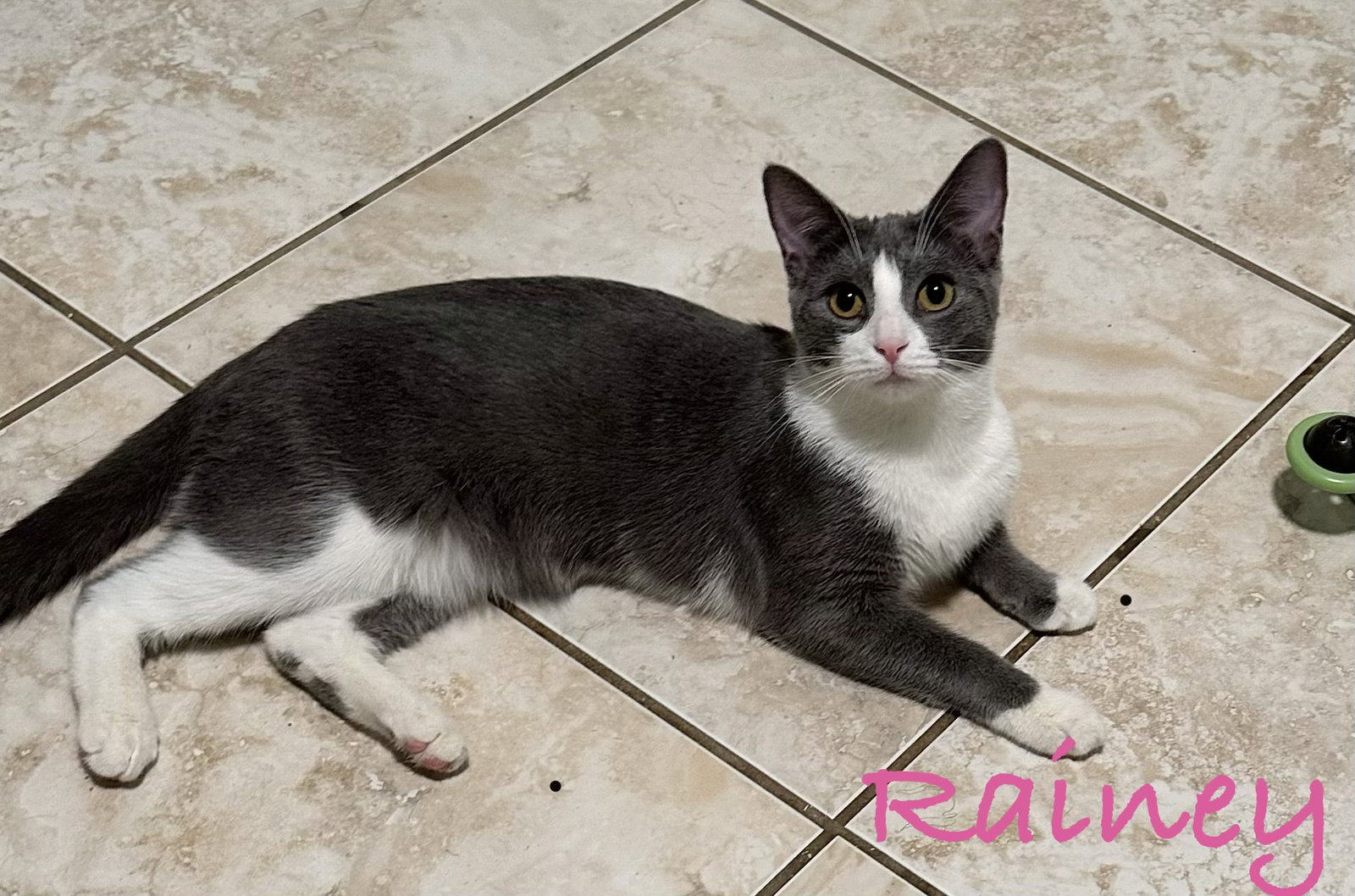 Rainey Image