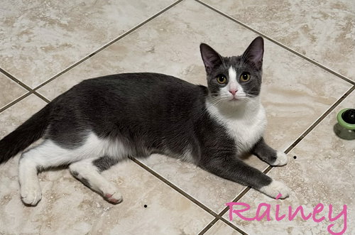 RAINEY - Domestic Short Hair available for adoption