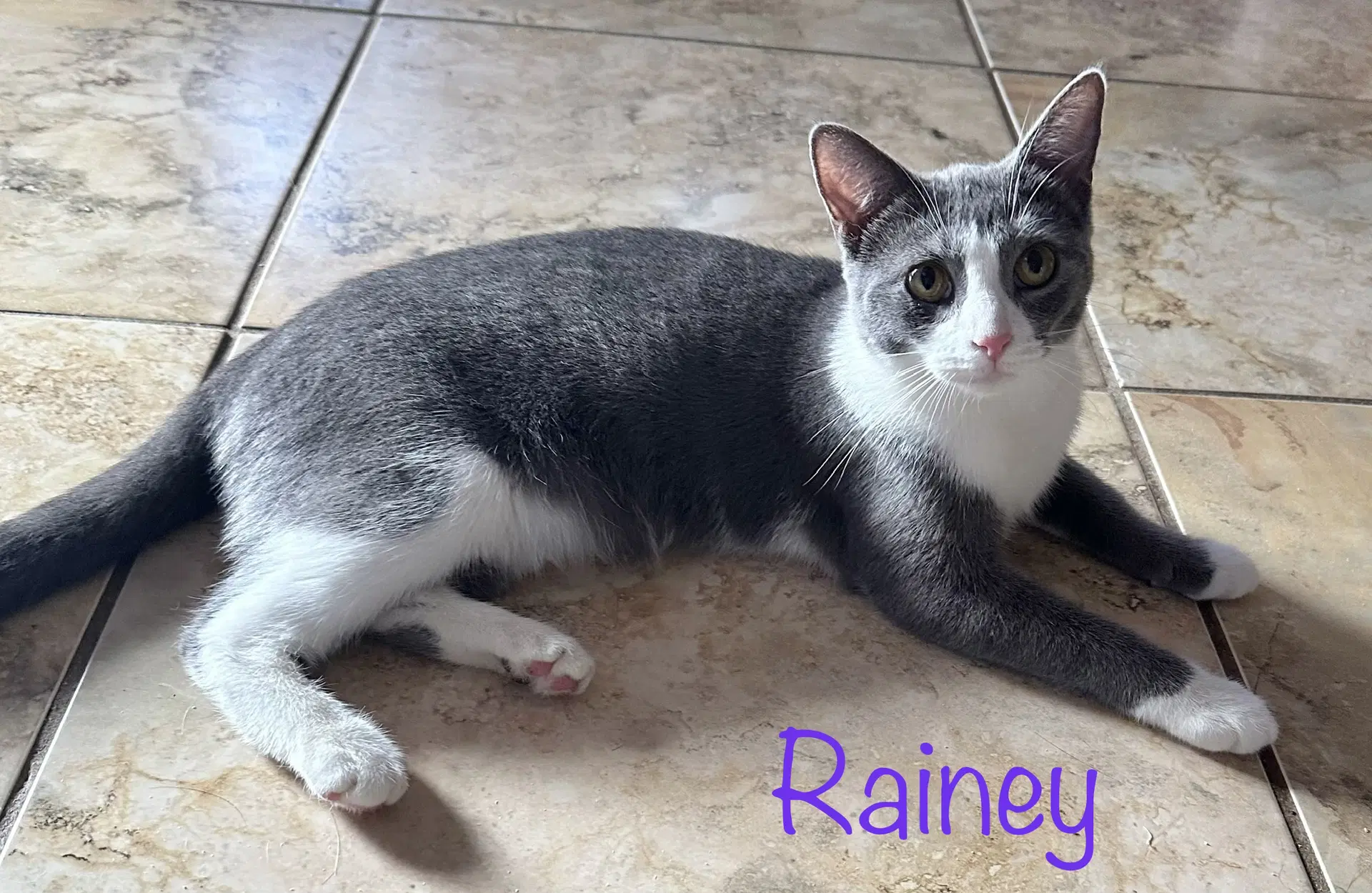 Rainey image 2