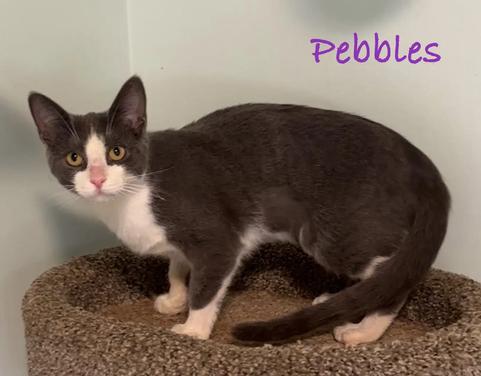 Pebbles image 2