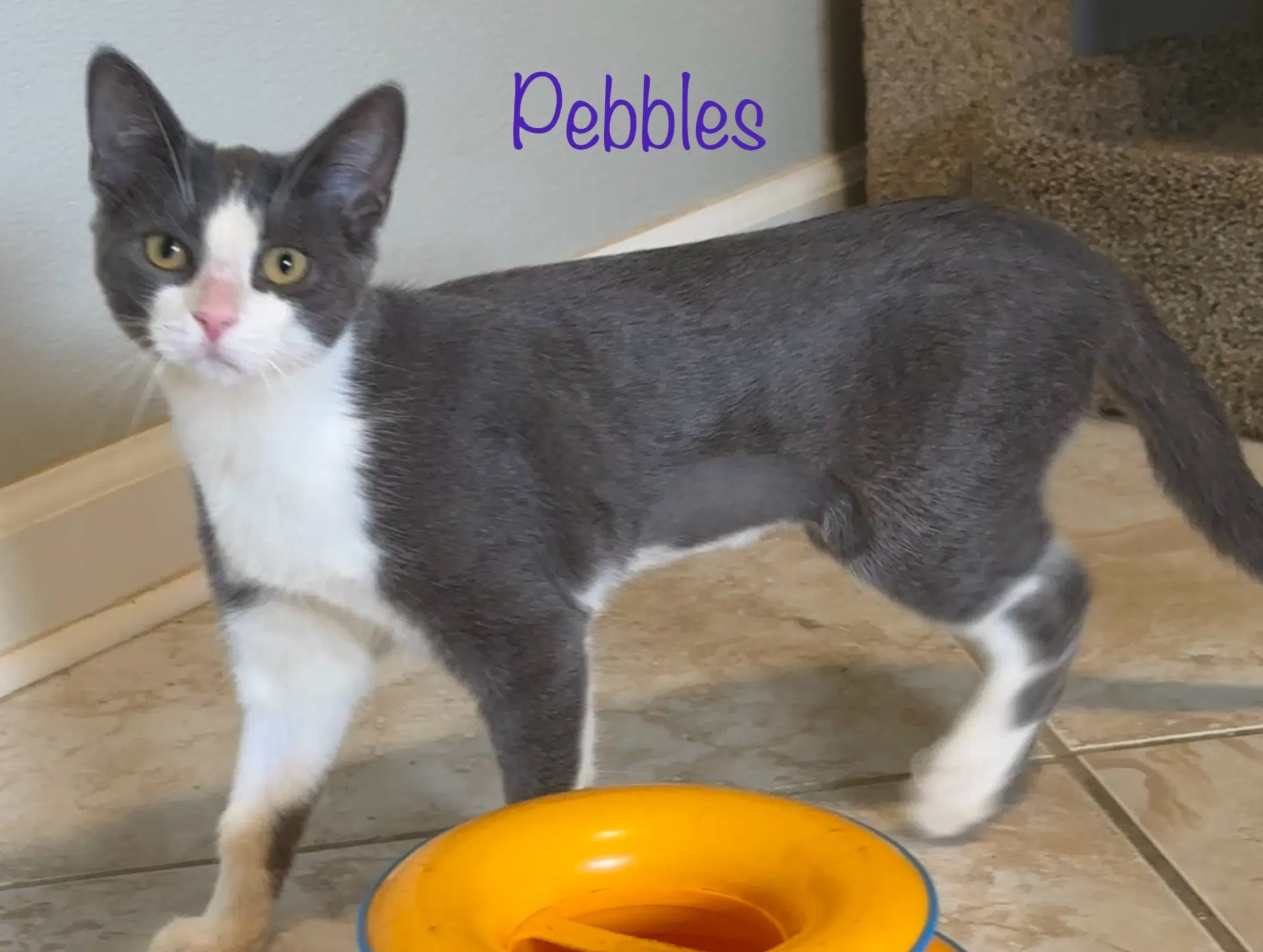 Pebbles image 3