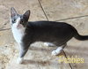 Pebbles - Photo 1