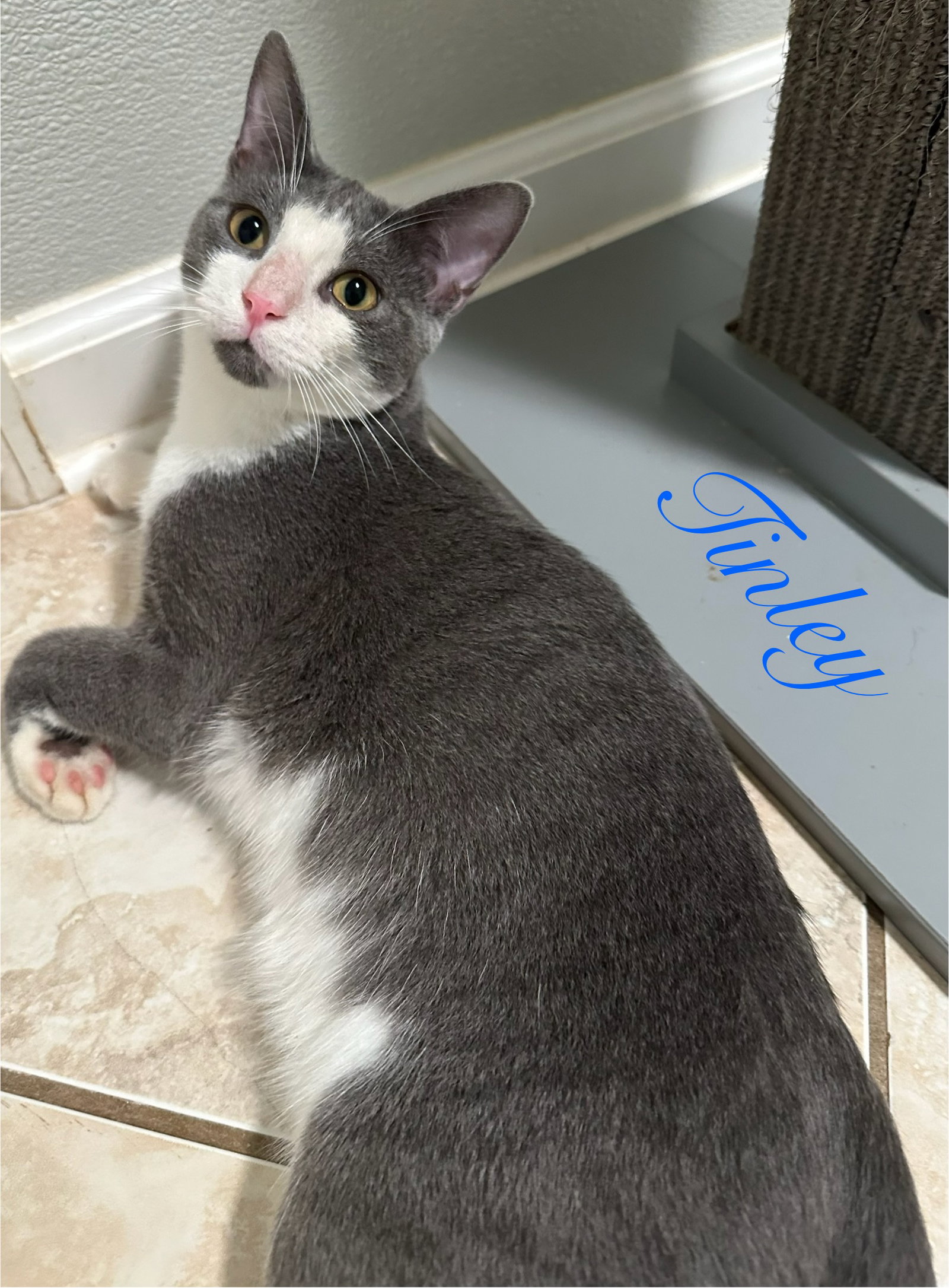 Tinley Image