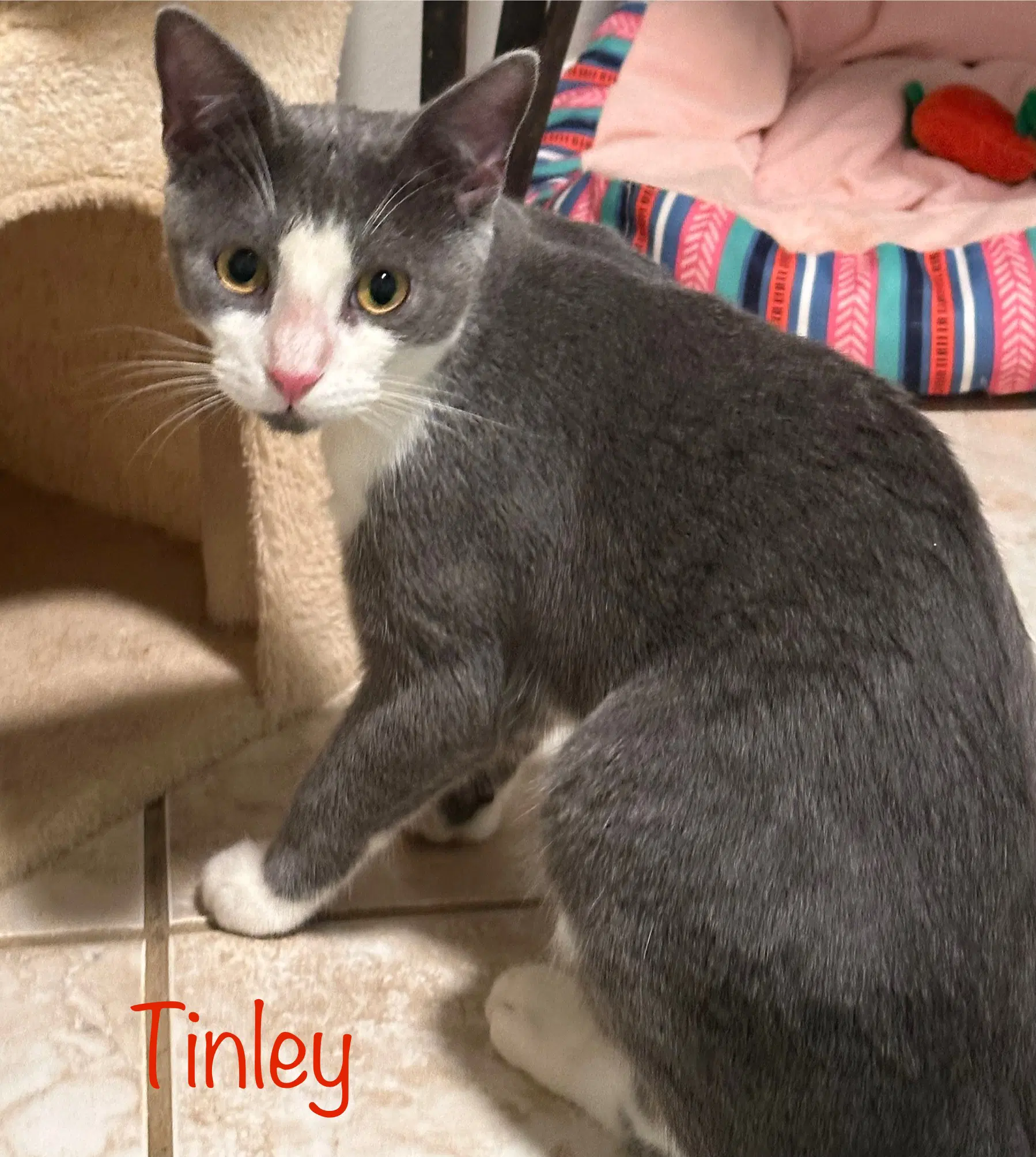 Tinley image 3