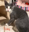Tinley