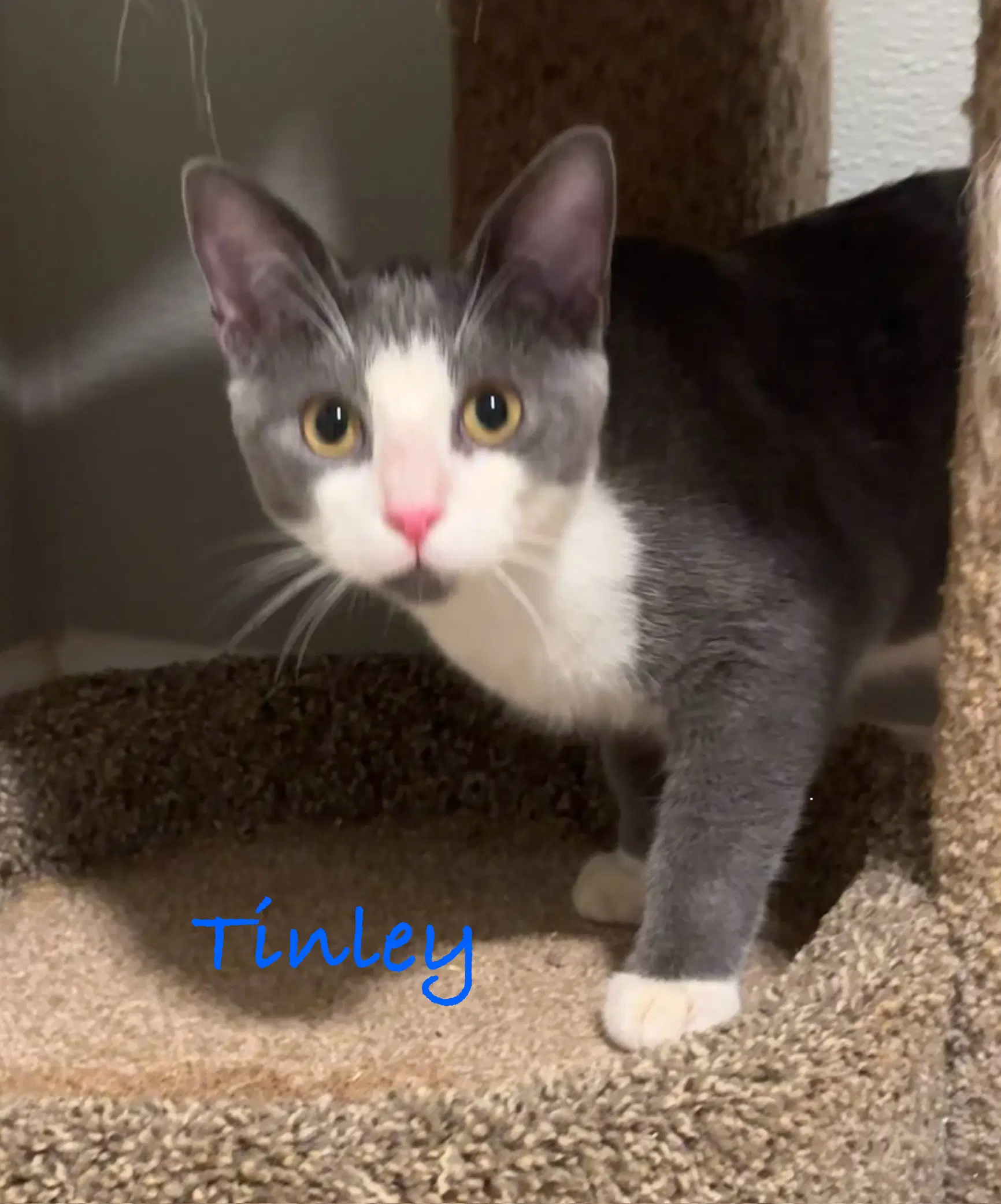 Tinley image 4