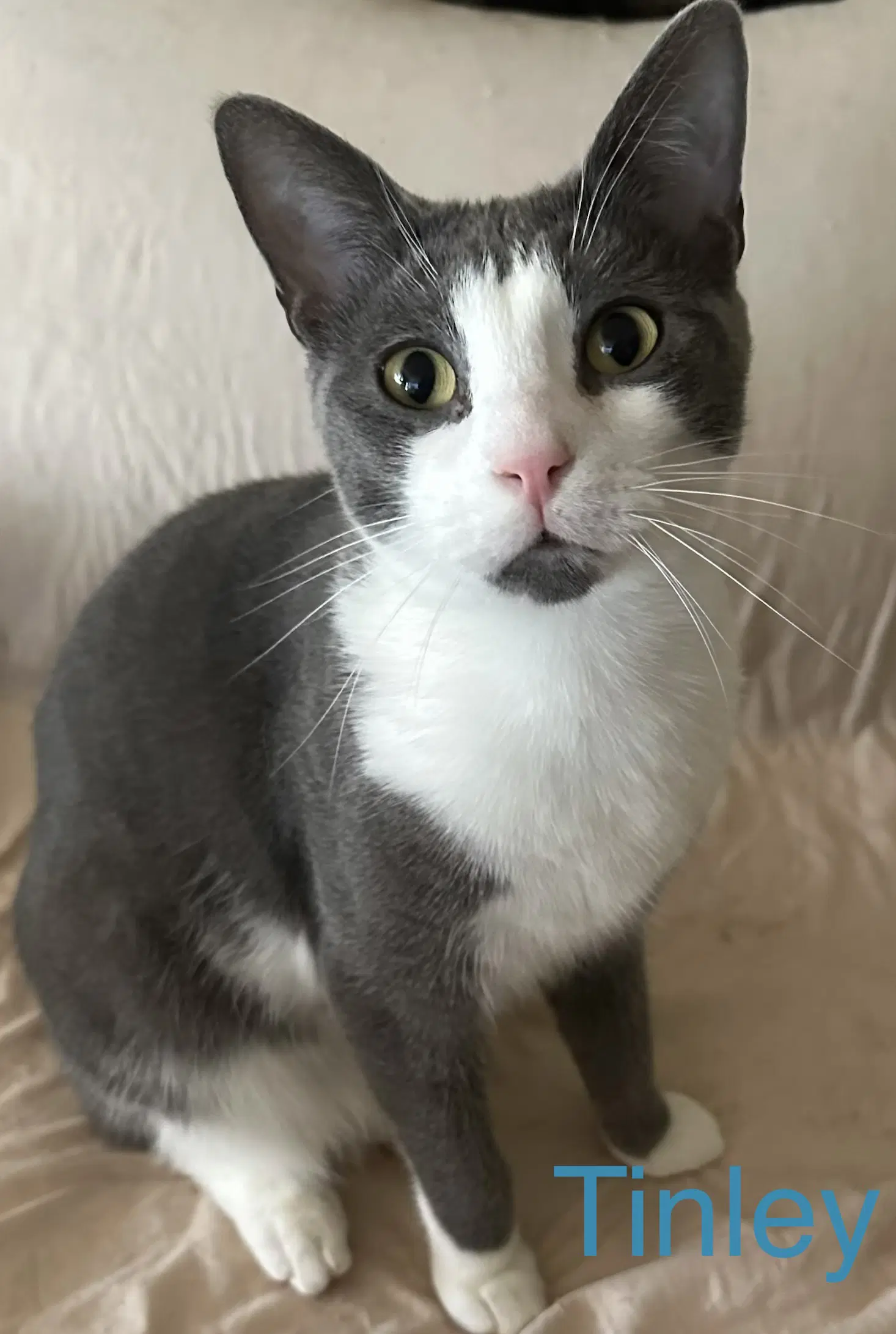 Tinley - Domestic Short Hair