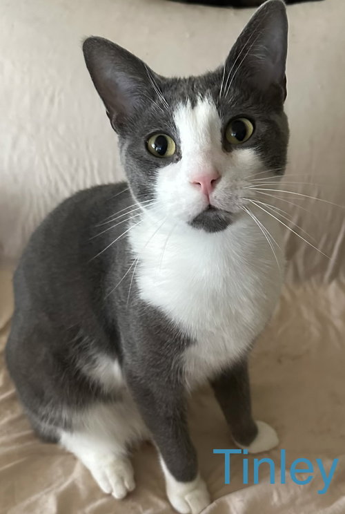 Tinley, Young Domestic Short Hair / Mixed (short coat), cat for adoption in Port Orange, Florida