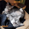 Kevin