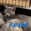 Kevin